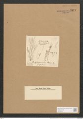 Berkeleya hydruroides (Kuetz). Grun. (de-Toni-Nr.: Genus 21, Species 1230) Zeichnungen Sammlung Grunow Nr. 2371 (NHMW-BOT-W0369505)